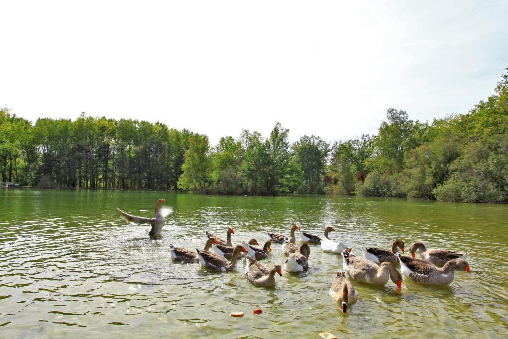 Auberge De L'Etang Bleu Vieux-Mareuil Værelse billede